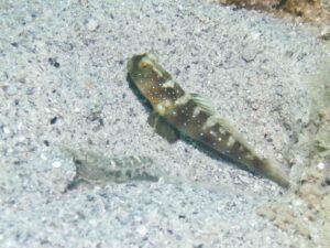 Cryptocentrus fasciatus with Tasselled Snapping Shrimp, Alpheus species 14