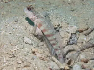 Cryptocentrus leptocephalus Pinkspot Shrimpgoby