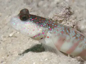 Cryptocentrus leptocephalus Pinkspot Shrimpgoby