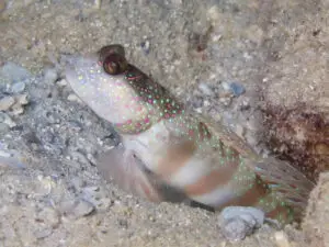 Cryptocentrus leptocephalus Pinkspot Shrimpgoby