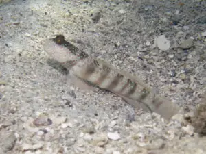 Cryptocentrus leptocephalus Pinkspot Shrimpgoby