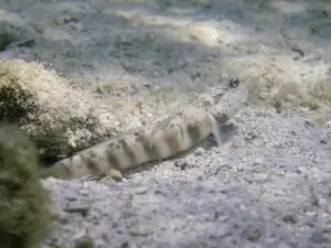 Cryptocentrus leptocephalus Pinkspot Shrimpgoby