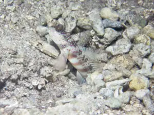 Cryptocentrus leptocephalus Pinkspot Shrimpgoby