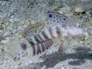 Cryptocentrus leptocephalus Pinkspot Shrimpgoby