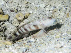 Cryptocentrus leptocephalus Pinkspot Shrimpgoby