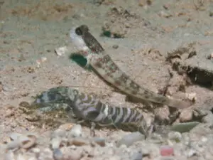 Cryptocentrus leptocephalus Pinkspot Shrimpgoby with Banded Shrimp Alpheus species 1