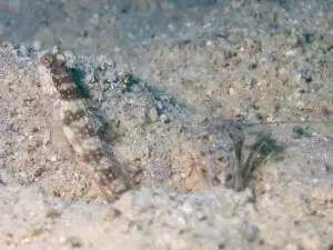 Cryptocentrus leptocephalus Pinkspot Shrimpgoby with Chocolate Chip Shrimp Alpheus species 2