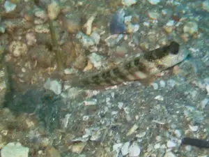 Cryptocentrus leptocephalus Pinkspot Shrimpgoby with Dark Marbled Shrimp Alpheus macellarius