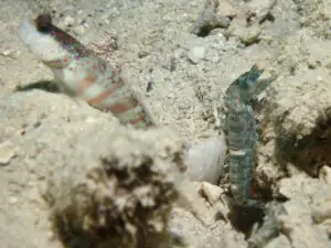 Cryptocentrus leptocephalus Pinkspot Shrimpgoby with Pale Marbled Shrimp Alpheus djiboutensis