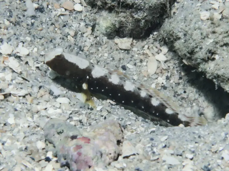 Cryptocentrus leucostictus Saddled Shrimpgoby