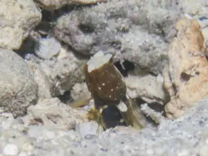 Cryptocentrus leucostictus Saddled Shrimpgoby