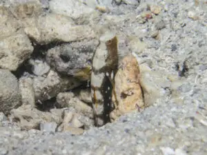 Cryptocentrus leucostictus Saddled Shrimpgoby