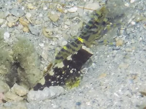 Cryptocentrus leucostictus Saddled Shrimpgoby with Blue and Yellow Banded Shrimp Alpheus cf djiboutensis