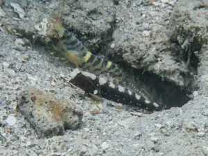 Cryptocentrus leucostictus Saddled Shrimpgoby with Blue and Yellow Banded Shrimp Alpheus cf djiboutensis