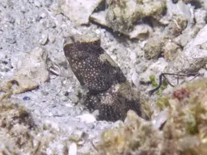 Cryptocentrus maudae Maude’s Shrimpgoby