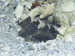 Cryptocentrus maudae Maude’s Shrimpgoby