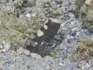 Cryptocentrus maudae Maude’s Shrimpgoby