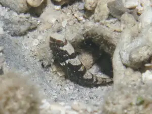 Cryptocentrus maudae Maude’s Shrimpgoby