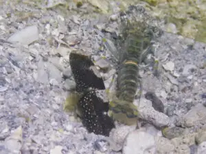 Cryptocentrus maudae Maude’s Shrimpgoby with Pale Marbled Shrimp Alpheus djiboutensis