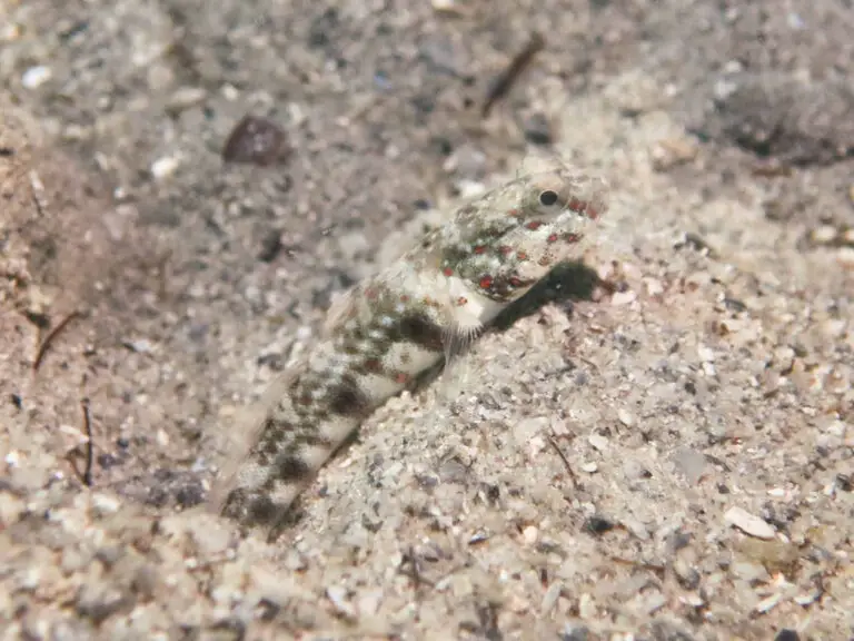 Cryptocentrus melanopus Singapore Shrimpgoby