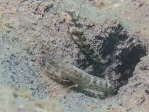 Cryptocentrus melanopus Singapore Shrimpgoby with Diagonal Barred Shrimp Alpheus rapacida