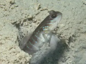 Cryptocentrus multicinctus Multi-Barred Shrimpgoby