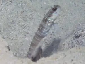 Cryptocentrus multicinctus Multi-Barred Shrimpgoby