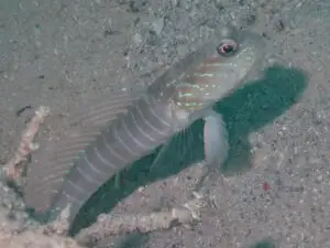 Cryptocentrus multicinctus Multi-Barred Shrimpgoby