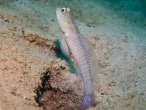 Cryptocentrus multicinctus Multi-Barred Shrimpgoby