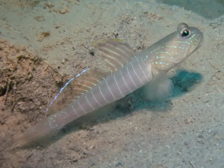 Cryptocentrus multicinctus Multi-Barred Shrimpgoby