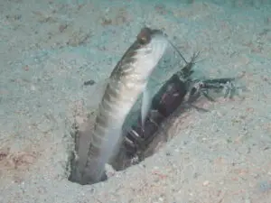 Cryptocentrus multicinctus Multi-Barred Shrimpgoby with Red and White Shrimp Alpheus species 8