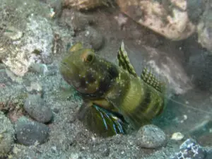 Cryptocentrus sericus Ventral-barred Shrimpgoby