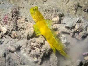 Cryptocentrus sericus Ventral-barred Shrimpgoby