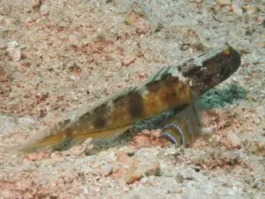 Cryptocentrus sericus Ventral-barred Shrimpgoby