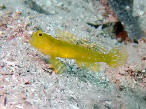 Cryptocentrus sericus Ventral-barred Shrimpgoby