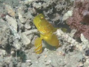 Cryptocentrus sericus Ventral-barred Shrimpgoby