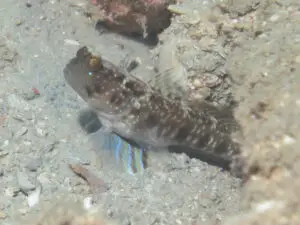 Cryptocentrus sericus Ventral-barred Shrimpgoby