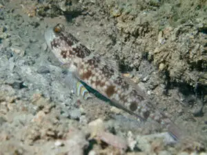 Cryptocentrus sericus Ventral-barred Shrimpgoby