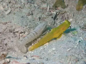 Cryptocentrus sericus Ventral-barred Shrimpgoby with Diagonal Barred Shrimp Alpheus rapacida