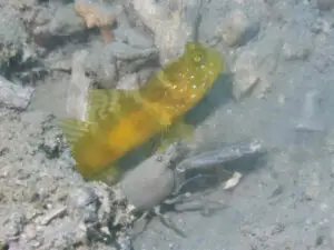 Cryptocentrus sericus Ventral-barred Shrimpgoby with Grey Shrimp Alpheus species 5