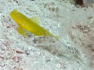 Cryptocentrus sericus Ventral-barred Shrimpgoby with Mottled Spot-tail Shrimp Alpheus species 7