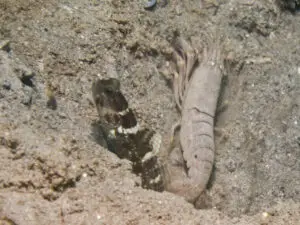 Cryptocentrus sericus Ventral-barred Shrimpgoby with Pigpen Shrimp Alpheus rapacida