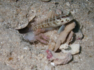 Cryptocentrus sericus Ventral-barred Shrimpgoby with Pink Pyjama Shrimp Alpheus ochrostriatus