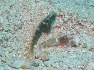 Cryptocentrus sericus Ventral-barred Shrimpgoby with Red Pyjama Shrimp Alpheus ochrostriatus