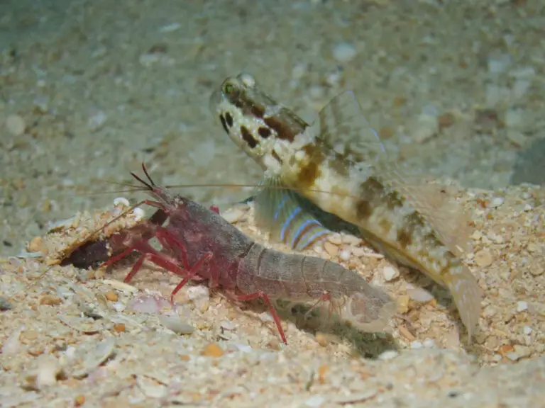 Cryptocentrus sericus Ventral-barred Shrimpgoby with Red Shrimp Alpheus species 9