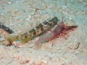 Cryptocentrus sericus Ventral-barred Shrimpgoby with Red Shrimp Alpheus species 9