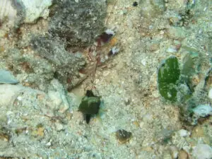 Cryptocentrus sericus Ventral-barred Shrimpgoby with Tiger Shrimp Alpheus bellulus