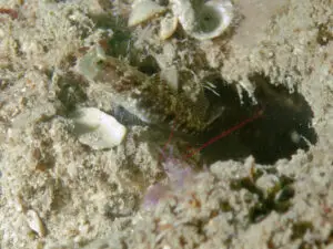 Cryptocentrus sericus Ventral-barred Shrimpgoby with Violet Shrimp Alpheus fenneri