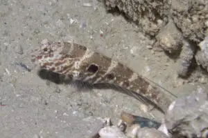 Cryptocentrus strigilliceps Target Shrimpgoby