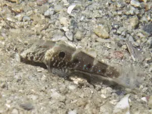 Cryptocentrus strigilliceps Target Shrimpgoby